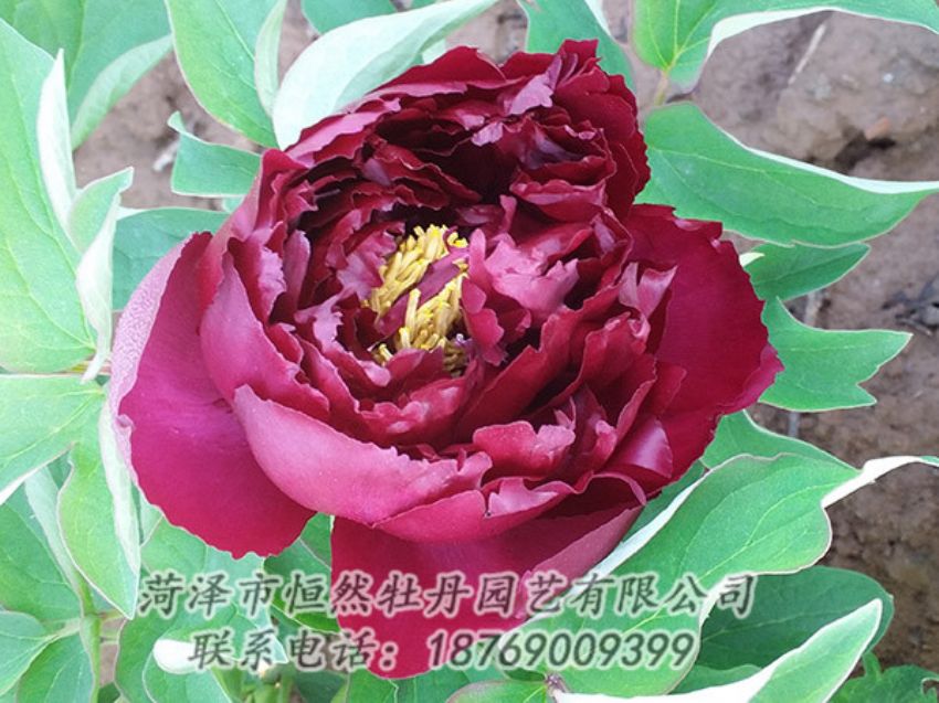 點(diǎn)擊查看詳細(xì)信息<br>標(biāo)題：黑色牡丹 閱讀次數(shù)：1220