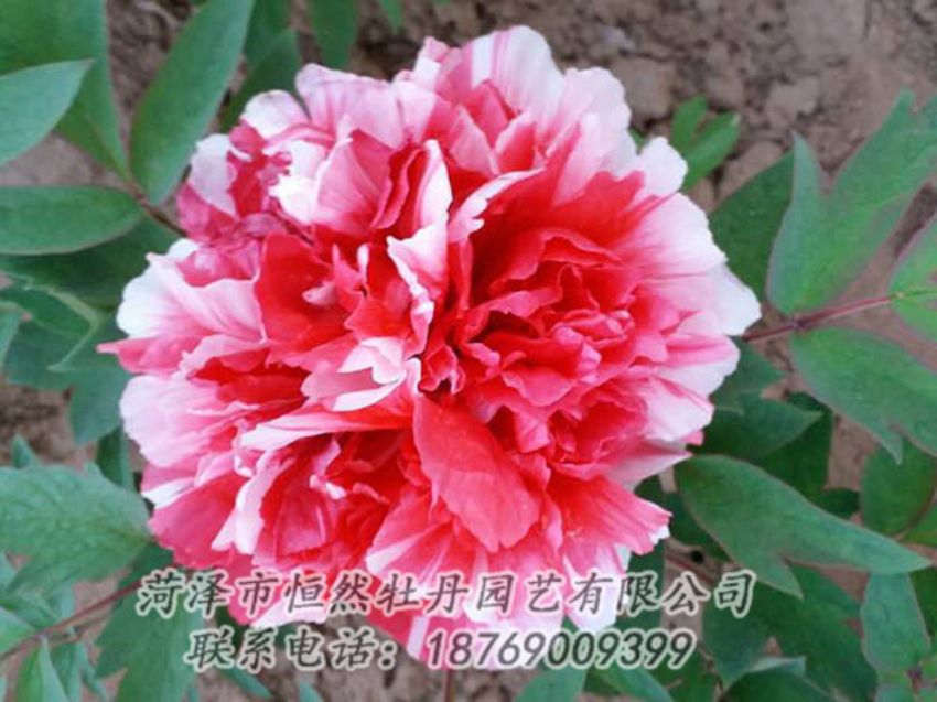 點(diǎn)擊查看詳細(xì)信息<br>標(biāo)題：復(fù)色牡丹 閱讀次數(shù)：1236