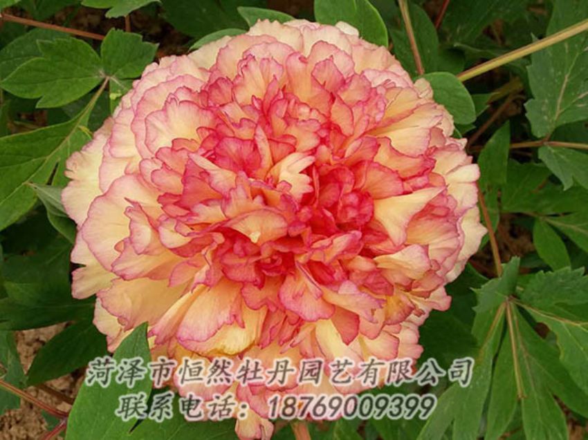點(diǎn)擊查看詳細(xì)信息<br>標(biāo)題：復(fù)色牡丹 閱讀次數(shù)：1257