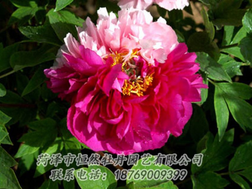 點(diǎn)擊查看詳細(xì)信息<br>標(biāo)題：復(fù)色牡丹 閱讀次數(shù)：1193