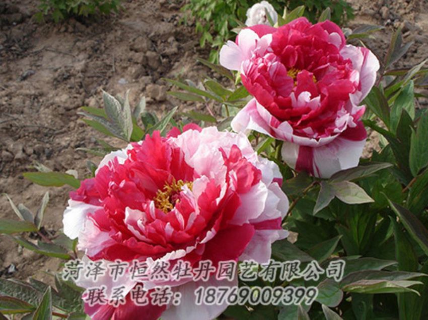 點(diǎn)擊查看詳細(xì)信息<br>標(biāo)題：復(fù)色牡丹 閱讀次數(shù)：1237