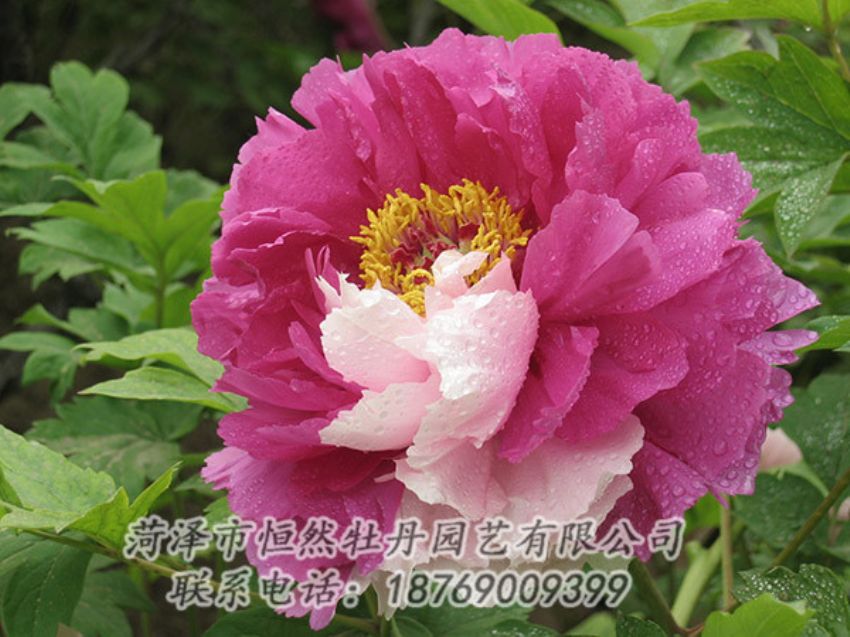 點(diǎn)擊查看詳細(xì)信息<br>標(biāo)題：復(fù)色牡丹 閱讀次數(shù)：1282