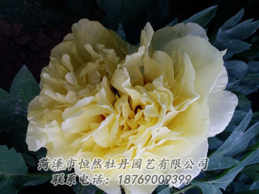 點(diǎn)擊查看詳細(xì)信息<br>標(biāo)題：黃色牡丹 閱讀次數(shù)：1195