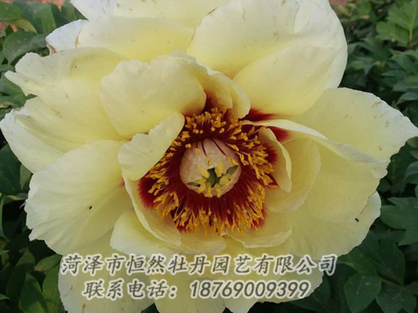 點(diǎn)擊查看詳細(xì)信息<br>標(biāo)題：黃色牡丹 閱讀次數(shù)：1193