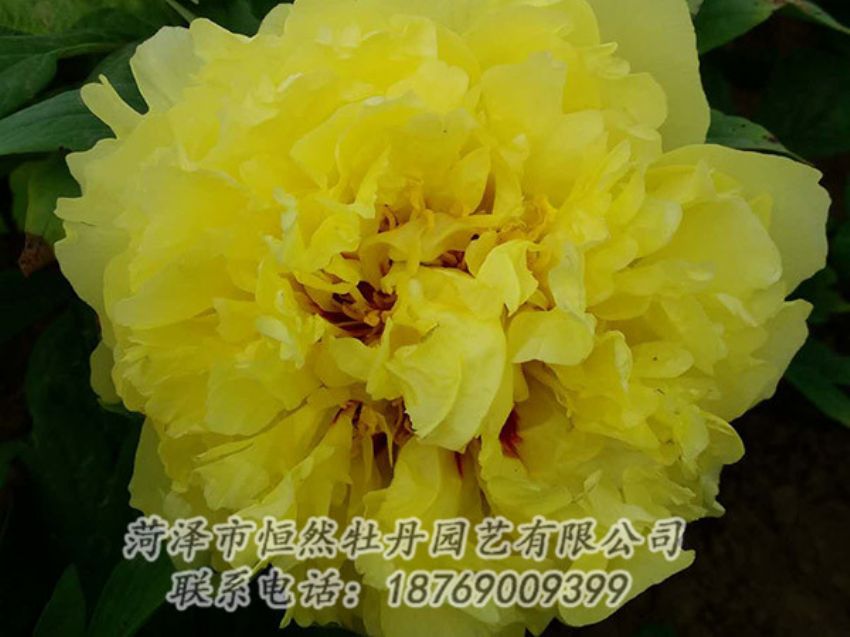 點(diǎn)擊查看詳細(xì)信息<br>標(biāo)題：黃色牡丹 閱讀次數(shù)：1208
