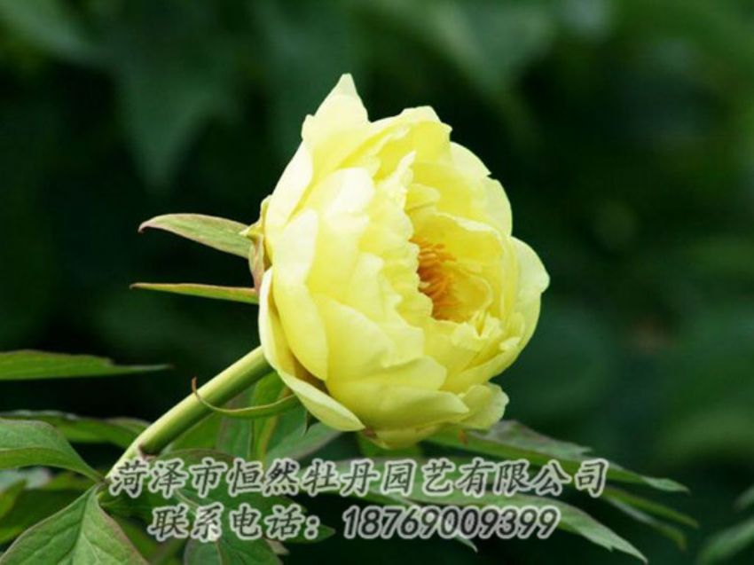 點(diǎn)擊查看詳細(xì)信息<br>標(biāo)題：黃色牡丹 閱讀次數(shù)：1983