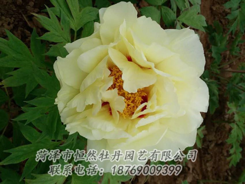 點(diǎn)擊查看詳細(xì)信息<br>標(biāo)題：黃色牡丹 閱讀次數(shù)：1953