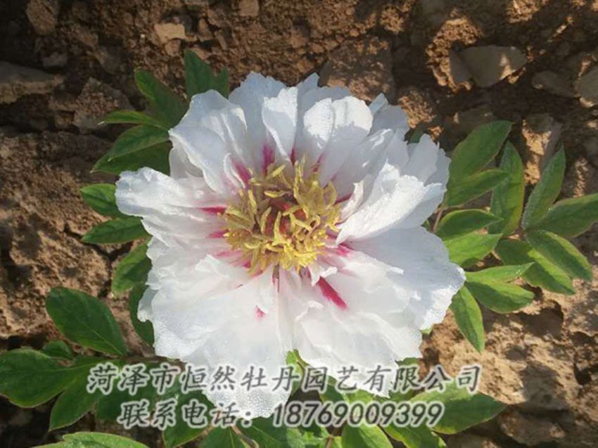 點(diǎn)擊查看詳細(xì)信息<br>標(biāo)題：白色牡丹 閱讀次數(shù)：1288