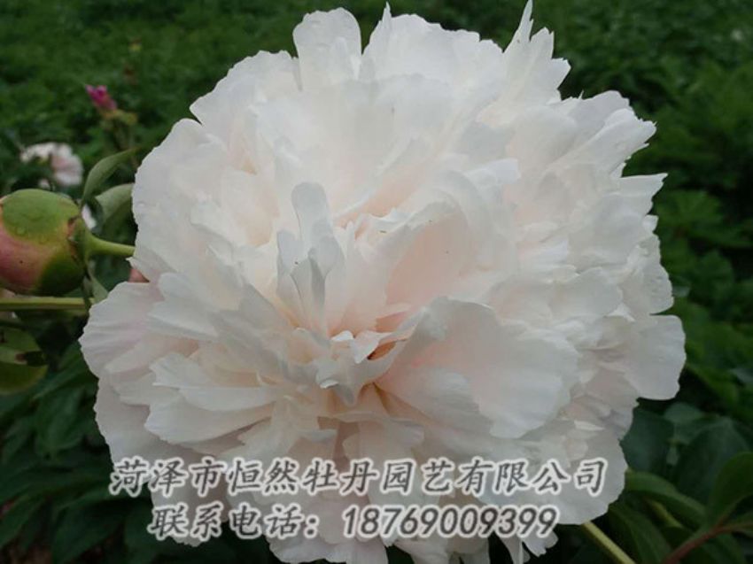 點(diǎn)擊查看詳細(xì)信息<br>標(biāo)題：白色牡丹 閱讀次數(shù)：1247