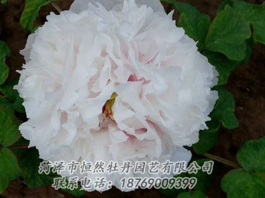 點(diǎn)擊查看詳細(xì)信息<br>標(biāo)題：白色牡丹 閱讀次數(shù)：2031