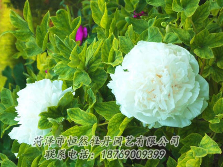 點(diǎn)擊查看詳細(xì)信息<br>標(biāo)題：白色牡丹 閱讀次數(shù)：1217