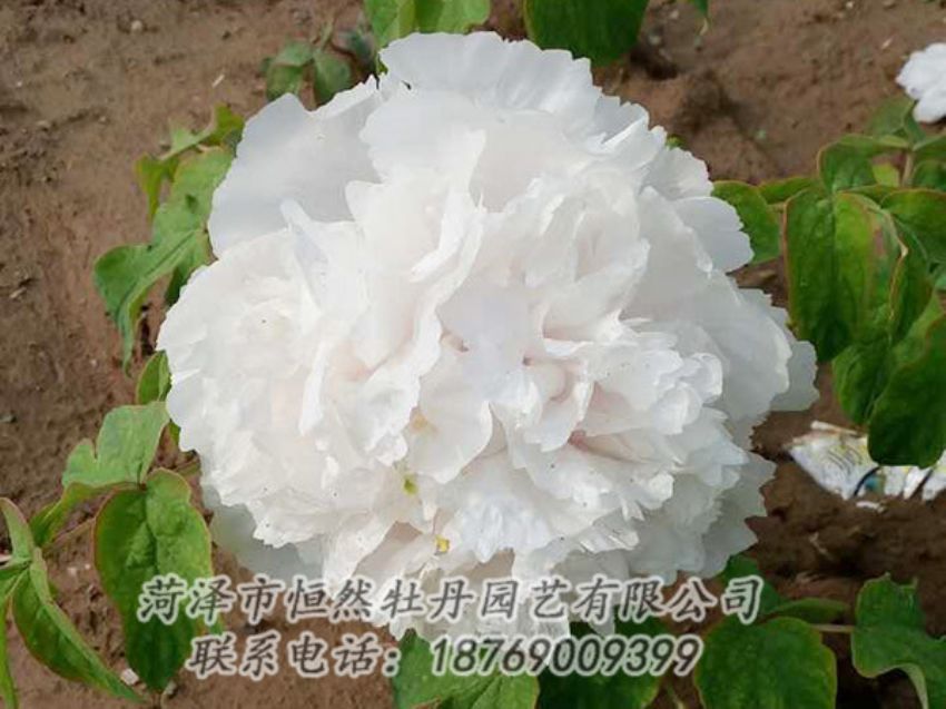 點(diǎn)擊查看詳細(xì)信息<br>標(biāo)題：白色牡丹 閱讀次數(shù)：1030