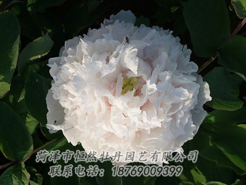 點(diǎn)擊查看詳細(xì)信息<br>標(biāo)題：白色牡丹 閱讀次數(shù)：1232