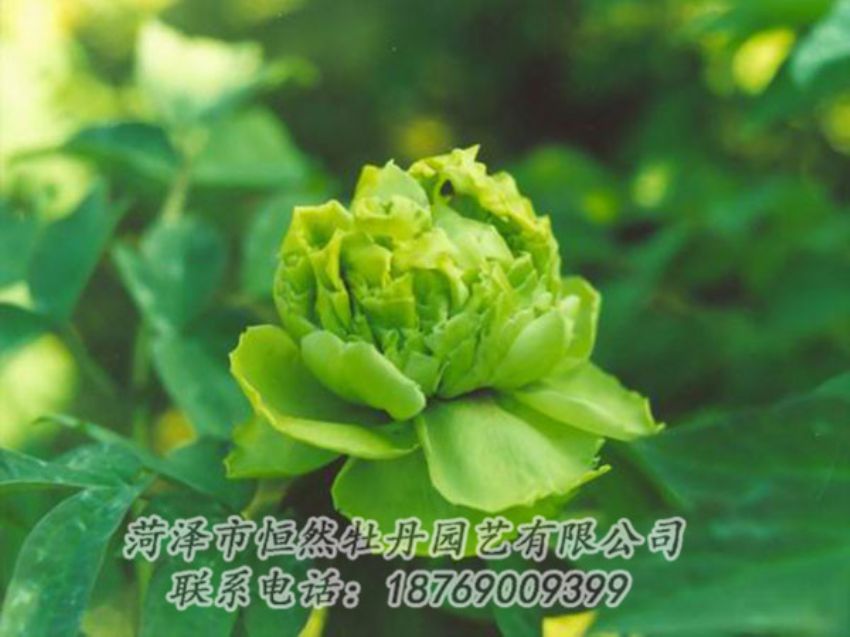 點擊查看詳細信息<br>標題：綠色牡丹 閱讀次數(shù)：1259