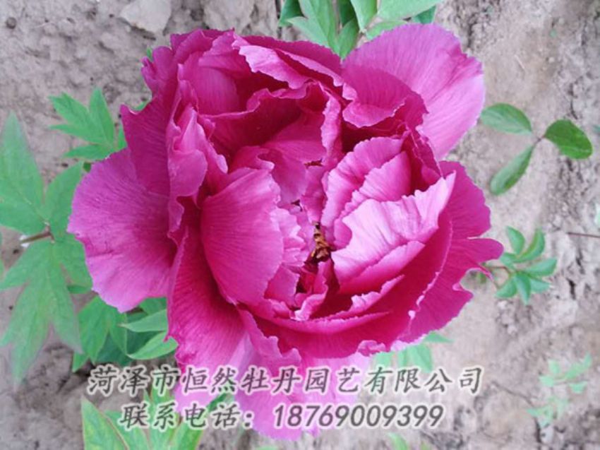 點(diǎn)擊查看詳細(xì)信息<br>標(biāo)題：紫色牡丹 閱讀次數(shù)：1080
