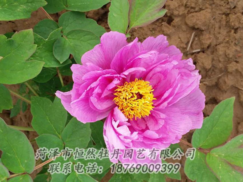 點擊查看詳細(xì)信息<br>標(biāo)題：紫色牡丹 閱讀次數(shù)：1199