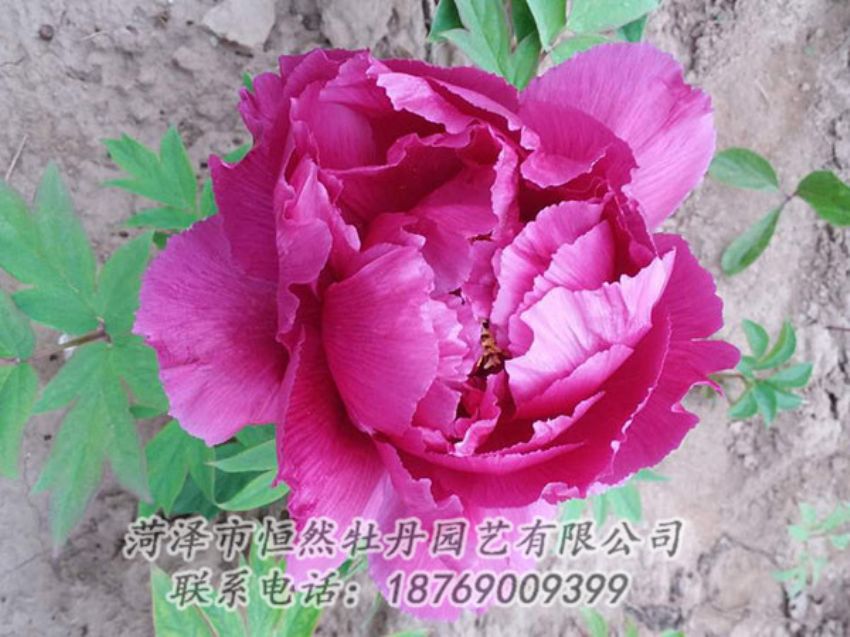 點擊查看詳細(xì)信息<br>標(biāo)題：紫色牡丹 閱讀次數(shù)：1178