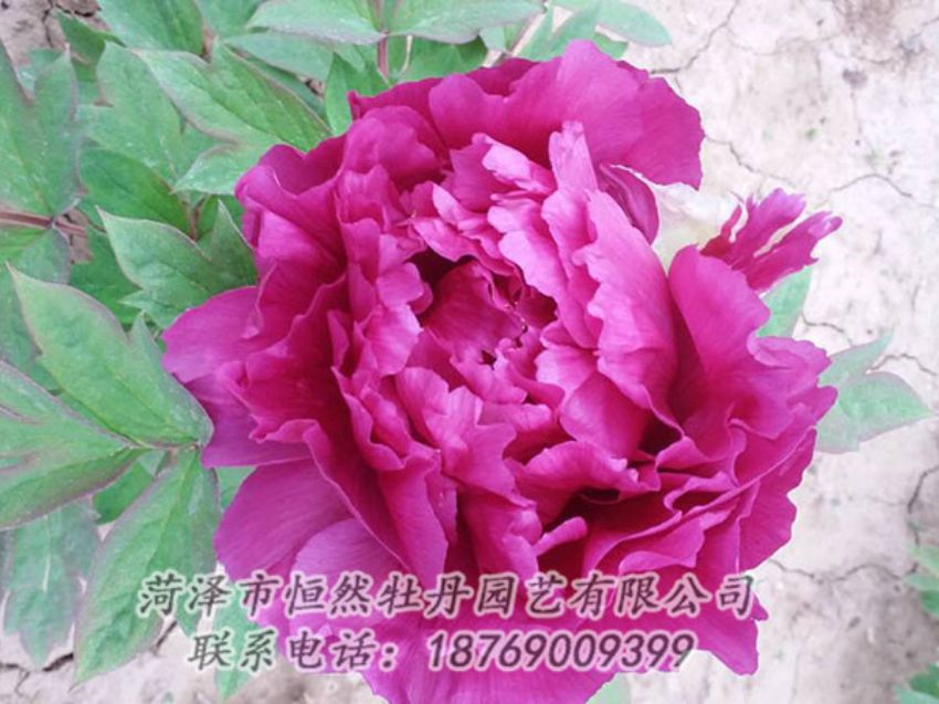點擊查看詳細(xì)信息<br>標(biāo)題：紫色牡丹 閱讀次數(shù)：1310