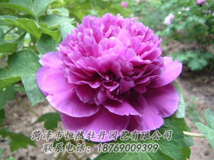 點擊查看詳細(xì)信息<br>標(biāo)題：紫色牡丹 閱讀次數(shù)：1346