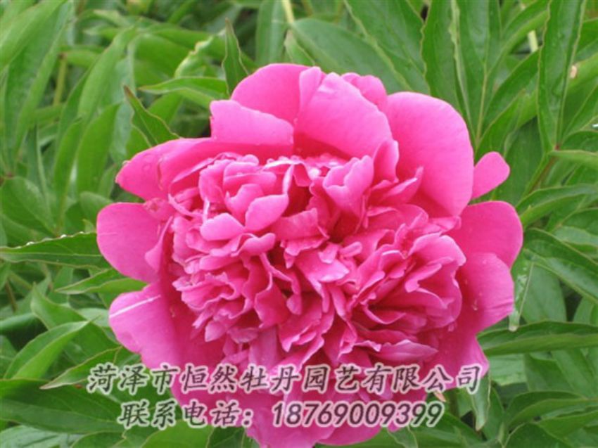 點(diǎn)擊查看詳細(xì)信息<br>標(biāo)題：永生紅 閱讀次數(shù)：1072