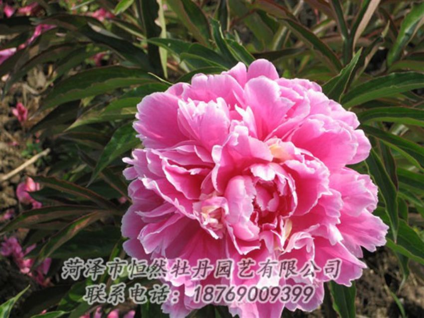 點(diǎn)擊查看詳細(xì)信息<br>標(biāo)題：西施紅妝 閱讀次數(shù)：1073