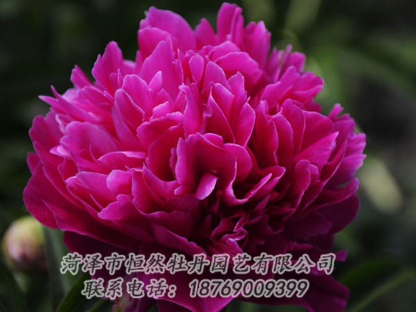 點(diǎn)擊查看詳細(xì)信息<br>標(biāo)題：瑪瑙紅 閱讀次數(shù)：1048