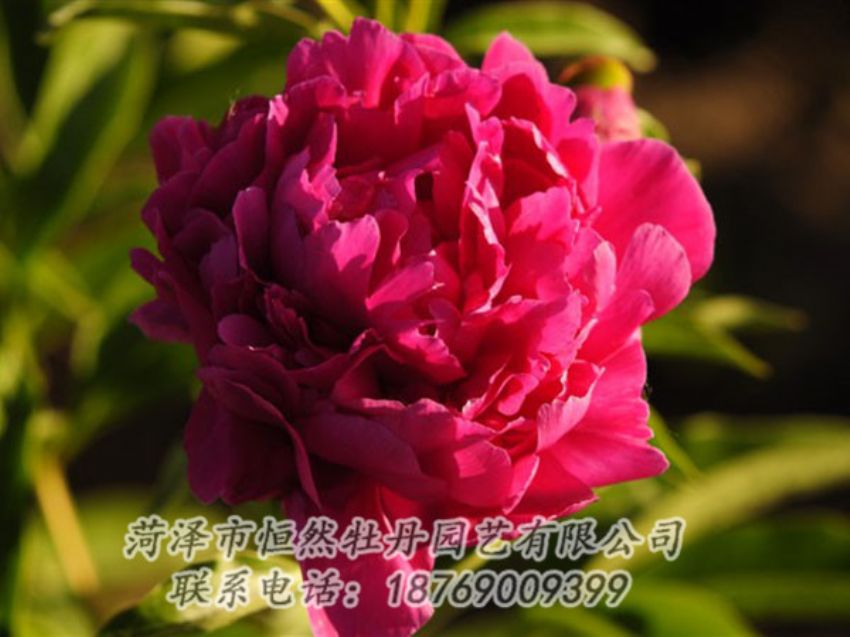 點(diǎn)擊查看詳細(xì)信息<br>標(biāo)題：老來紅 閱讀次數(shù)：1015