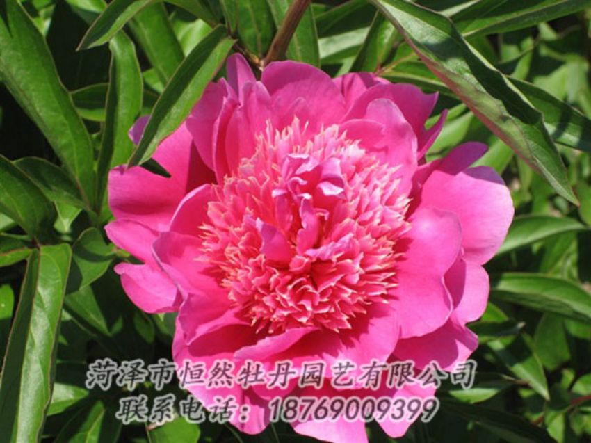 點(diǎn)擊查看詳細(xì)信息<br>標(biāo)題：紅繡球 閱讀次數(shù)：1058