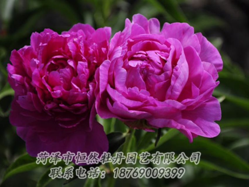 點(diǎn)擊查看詳細(xì)信息<br>標(biāo)題：紅玫瑰 閱讀次數(shù)：1004