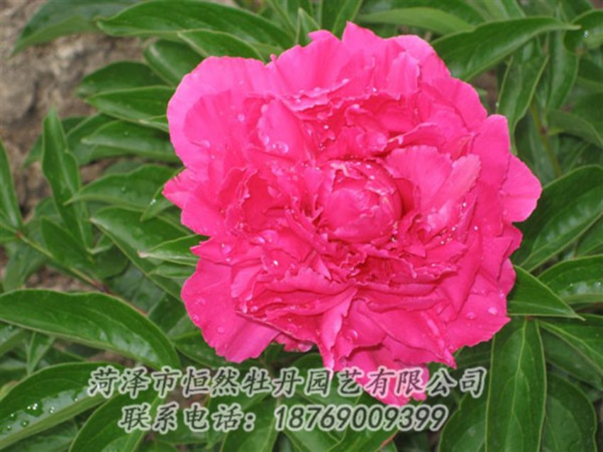 點(diǎn)擊查看詳細(xì)信息<br>標(biāo)題：紅冠芳 閱讀次數(shù)：1079