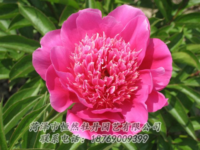 點(diǎn)擊查看詳細(xì)信息<br>標(biāo)題：紅繡球 閱讀次數(shù)：1044