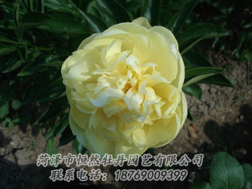 點(diǎn)擊查看詳細(xì)信息<br>標(biāo)題：黃色芍藥 閱讀次數(shù)：1328