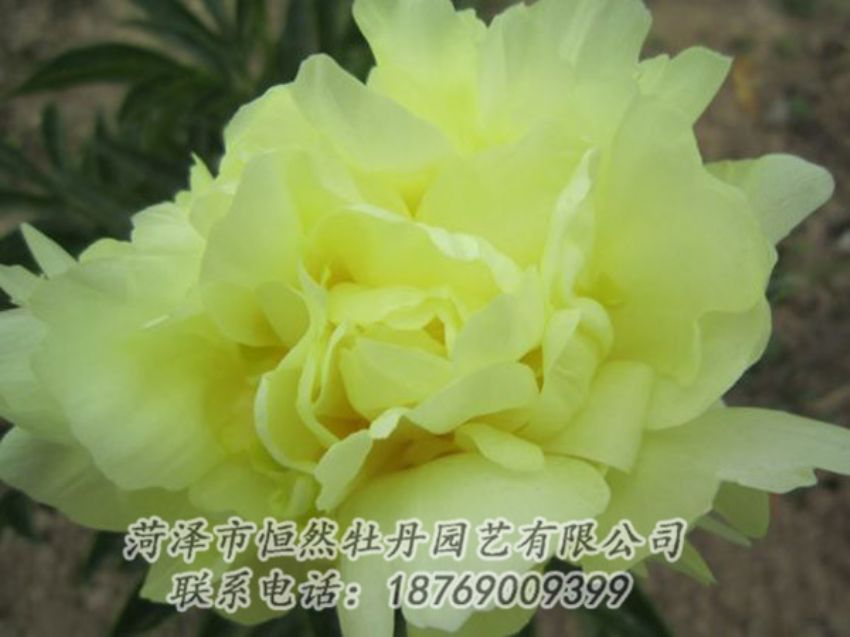 點(diǎn)擊查看詳細(xì)信息<br>標(biāo)題：黃色芍藥 閱讀次數(shù)：1273