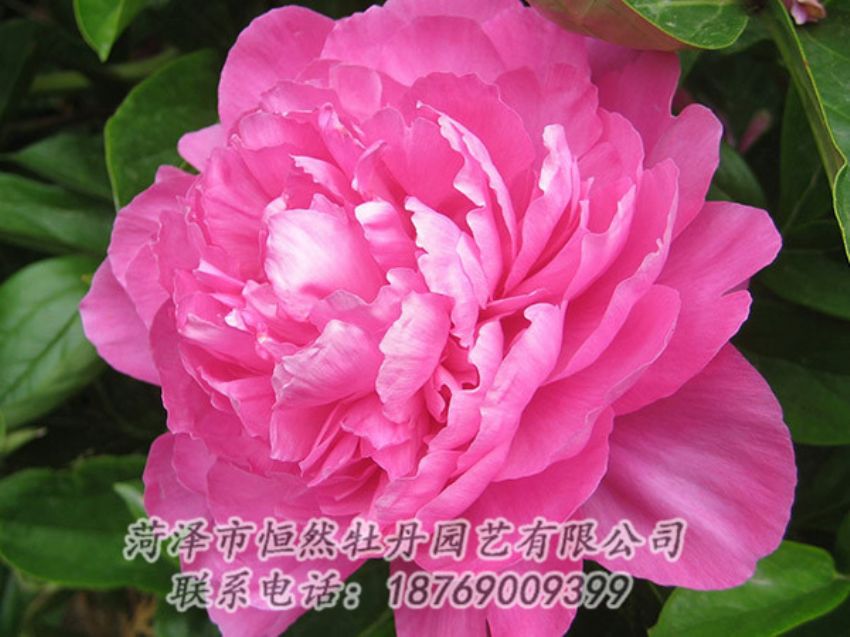 點(diǎn)擊查看詳細(xì)信息<br>標(biāo)題：紅色芍藥 閱讀次數(shù)：1091