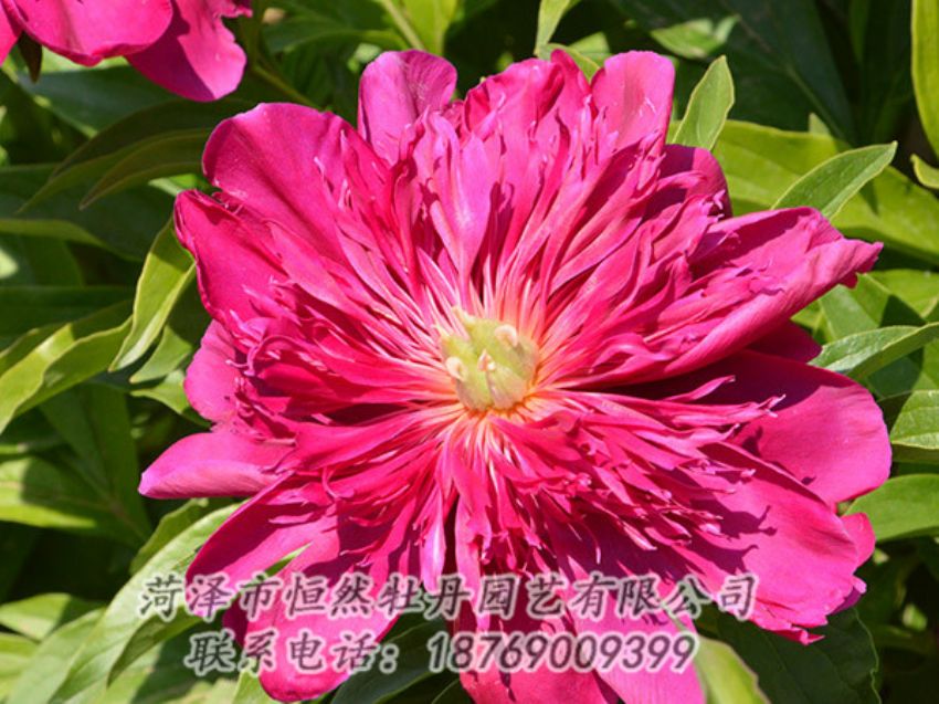 點擊查看詳細信息<br>標題：紅色芍藥 閱讀次數(shù)：1149