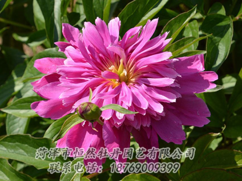 點擊查看詳細信息<br>標題：紅色芍藥 閱讀次數(shù)：1187