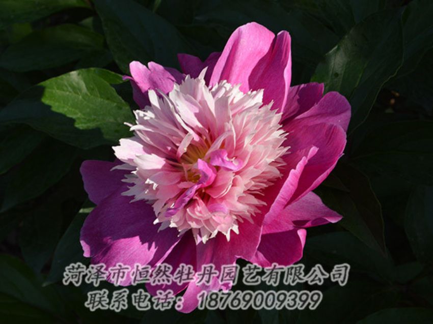 點擊查看詳細信息<br>標題：紅色芍藥 閱讀次數(shù)：1276