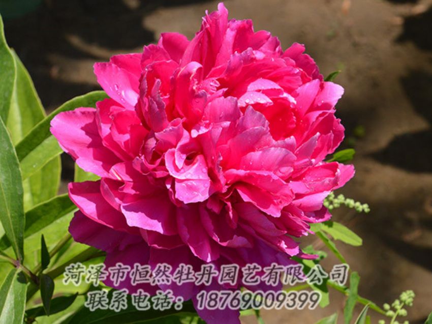 點擊查看詳細信息<br>標題：紅色芍藥 閱讀次數(shù)：1165