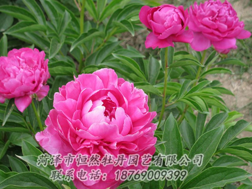 點擊查看詳細信息<br>標題：紅色芍藥 閱讀次數(shù)：1184