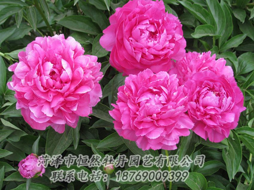 點擊查看詳細信息<br>標題：紅色芍藥 閱讀次數(shù)：1203