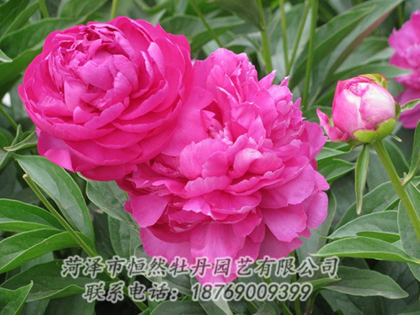 點擊查看詳細信息<br>標題：紅色芍藥 閱讀次數(shù)：1200