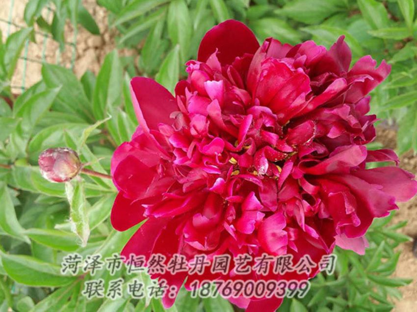 點擊查看詳細信息<br>標題：紅色芍藥 閱讀次數(shù)：1211
