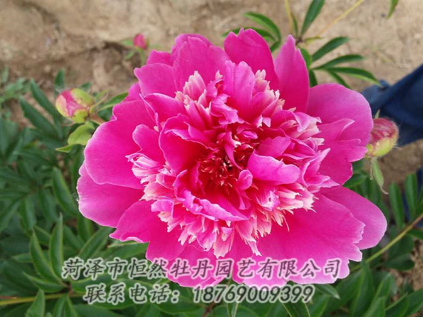 點擊查看詳細信息<br>標題：紅色芍藥 閱讀次數(shù)：1236