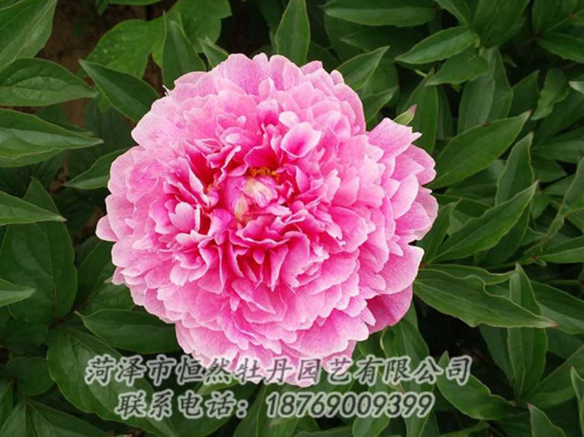 點擊查看詳細信息<br>標題：紅色芍藥 閱讀次數(shù)：1241