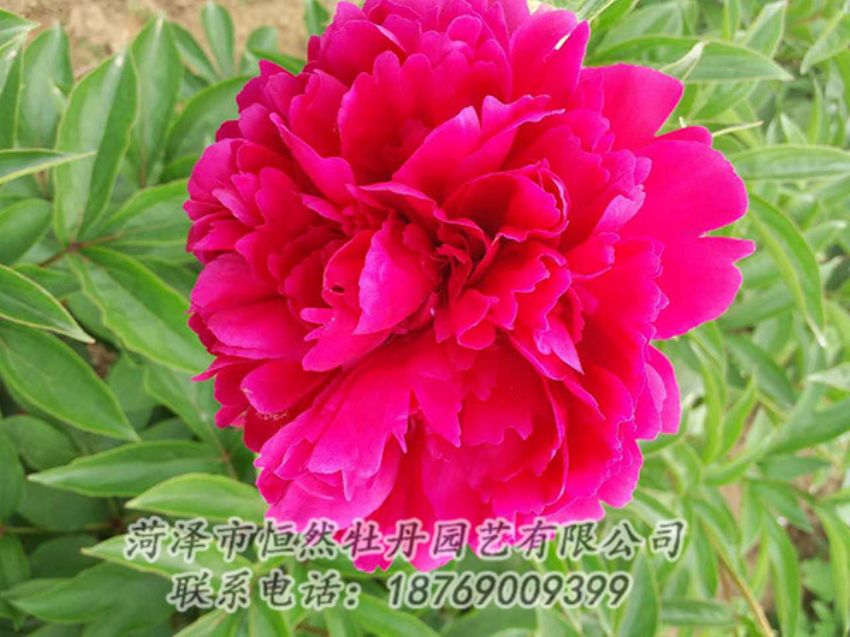點擊查看詳細信息<br>標題：紅色芍藥 閱讀次數(shù)：1284