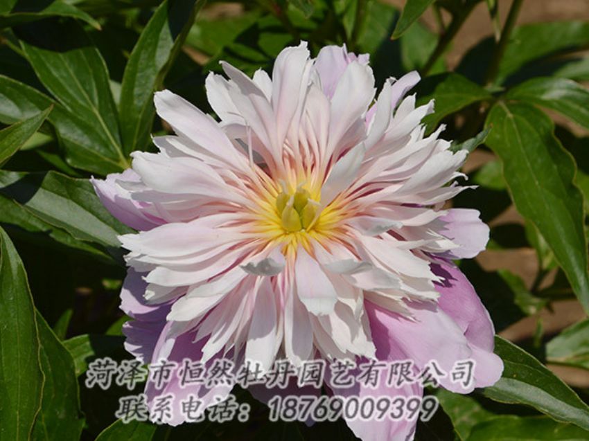 點擊查看詳細信息<br>標題：粉色芍藥 閱讀次數(shù)：1339
