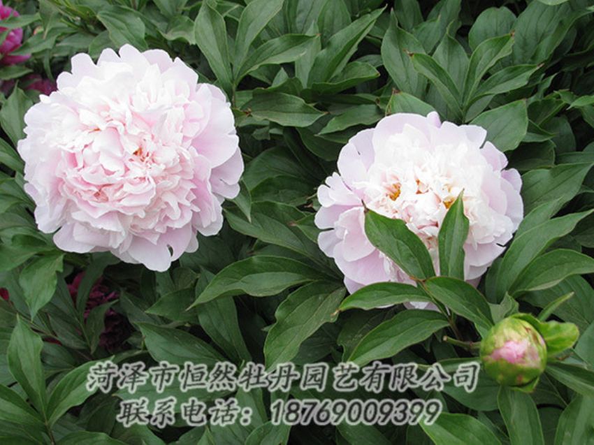 點擊查看詳細信息<br>標題：粉色芍藥 閱讀次數(shù)：1232