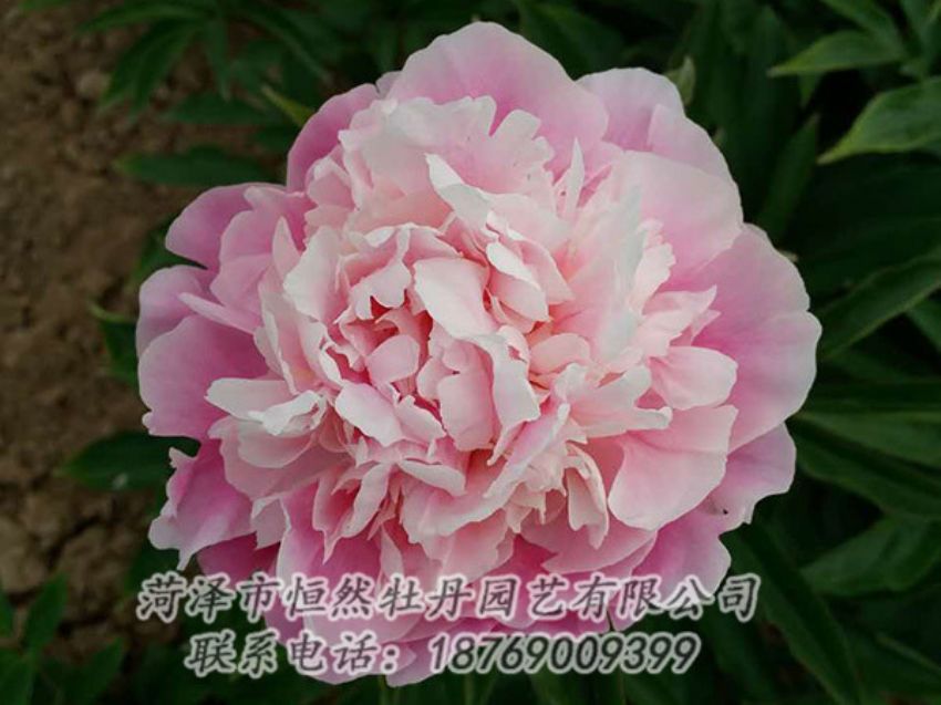 點擊查看詳細信息<br>標題：粉色芍藥 閱讀次數(shù)：1457