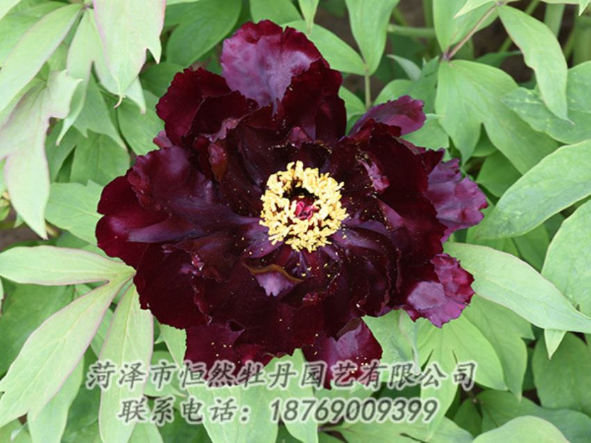 點(diǎn)擊查看詳細(xì)信息<br>標(biāo)題：黑色牡丹 閱讀次數(shù)：1363