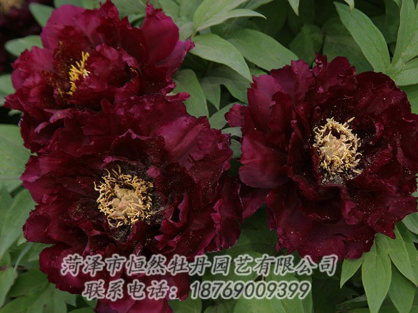 點(diǎn)擊查看詳細(xì)信息<br>標(biāo)題：黑色牡丹 閱讀次數(shù)：1206